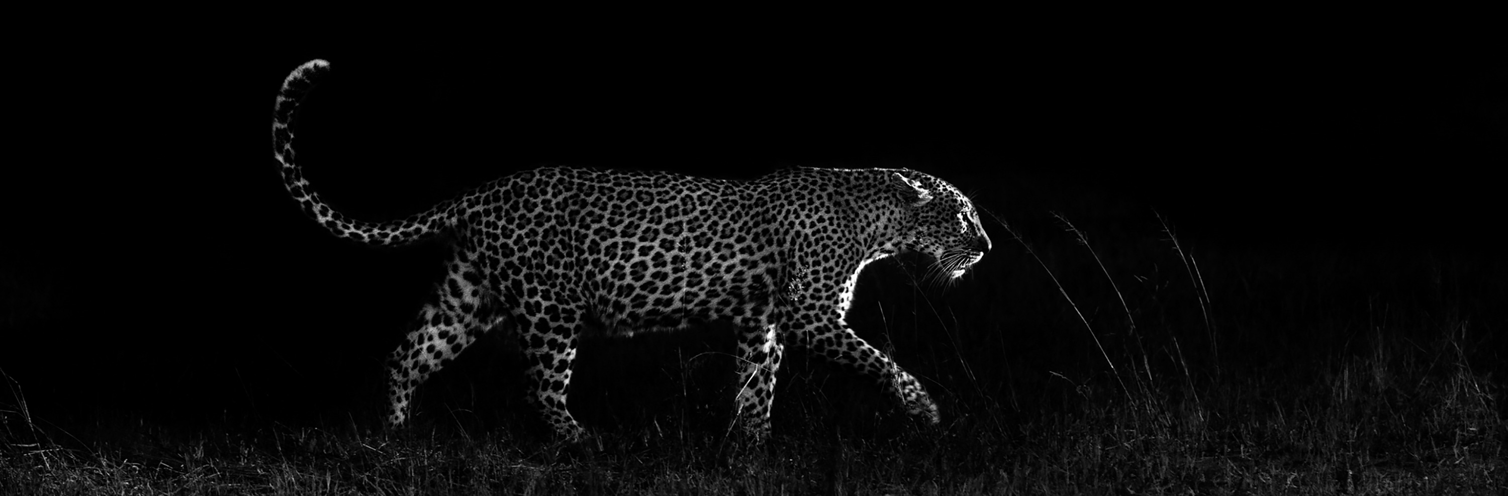 leopard with black background